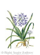 Agapanthus campanulatus