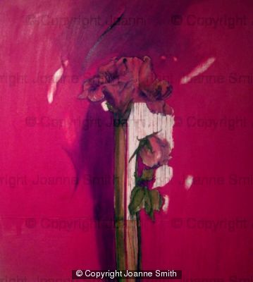 AFRICAN LILLY WITH ROSE