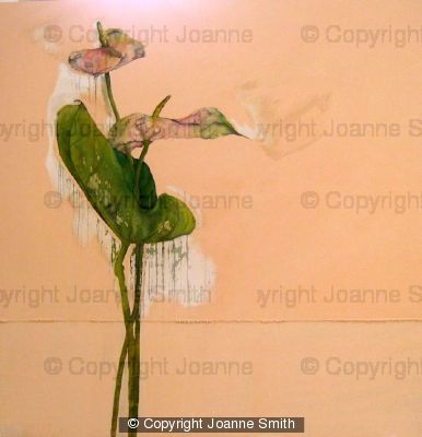 ANTHURIUMS IN PINK