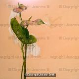 ANTHURIUMS IN PINK