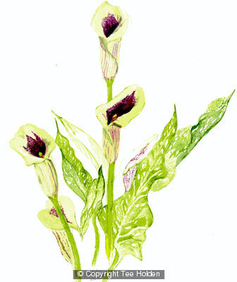 Cala Lilly