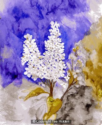 Hyacynth
