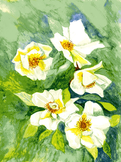 White Roses