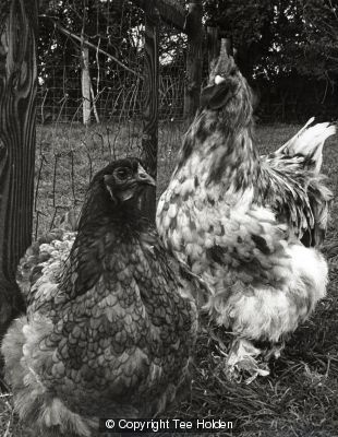Chickens