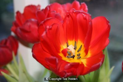 Tulip