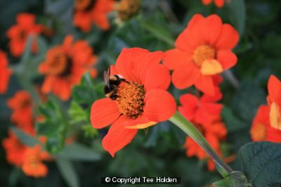 Bee
