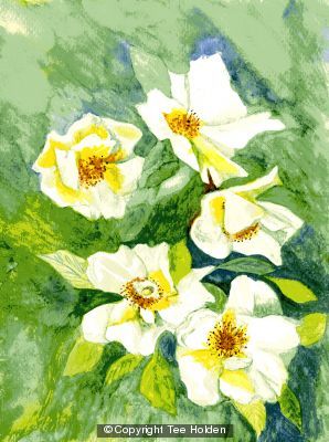 White Roses