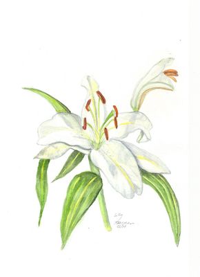 Lilly