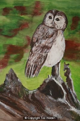 Olly The Owl