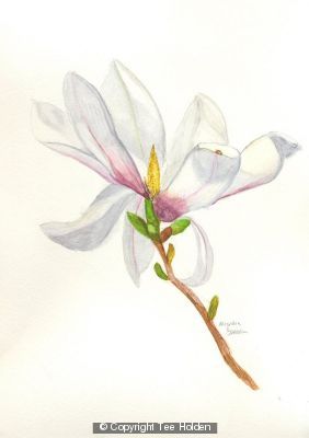 Open Magnolia