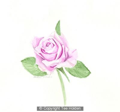Pink Rose