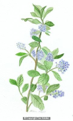 Blue Flower