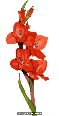 Gladioli