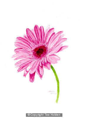 Gerbera