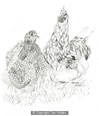 Chickens