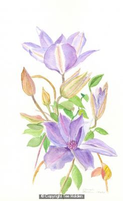 Clematis