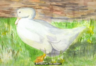 Duck