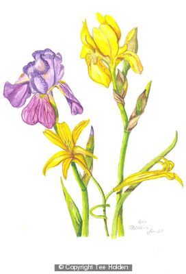 Bearded Iris