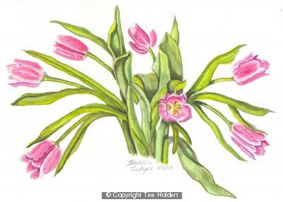 Tulips