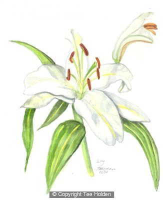 Lily