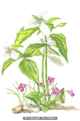 Flower!