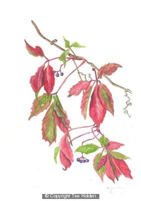 Virginia Creeper