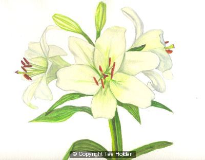 Lillies