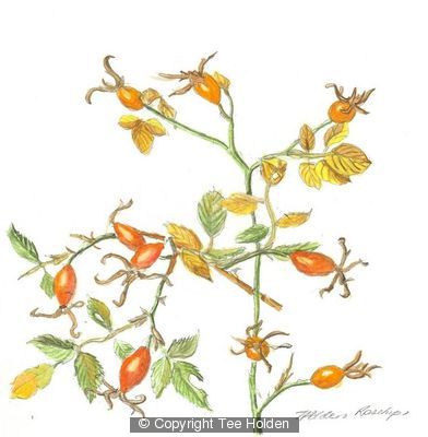 Rosehips