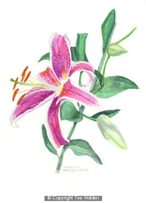 Stargazer