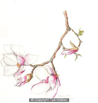 Magnolia