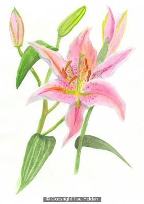 Stargazer - Pale