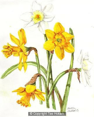 Daffodils