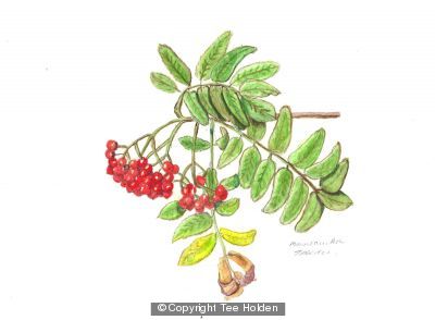Mountain Ash