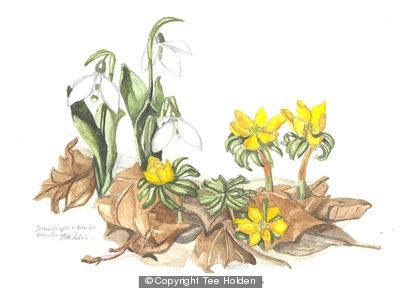 Snowdrops