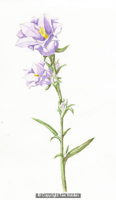 Bluebell