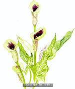 Cala Lilly