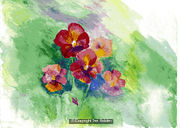 Pansies