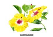 Yellow Flower