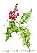 Holly