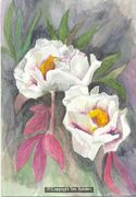 Peonie