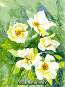White Roses
