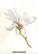 Open Magnolia