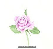 Pink Rose