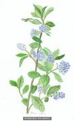 Blue Flower