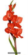 Gladioli
