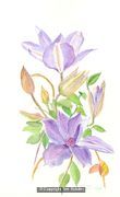 Clematis