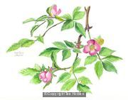 Dog Rose
