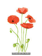 Poppy
