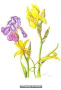 Bearded Iris