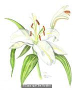 Lily